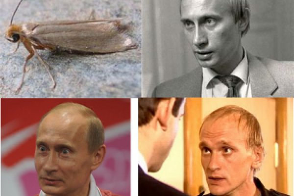 Kraken даркнет что это