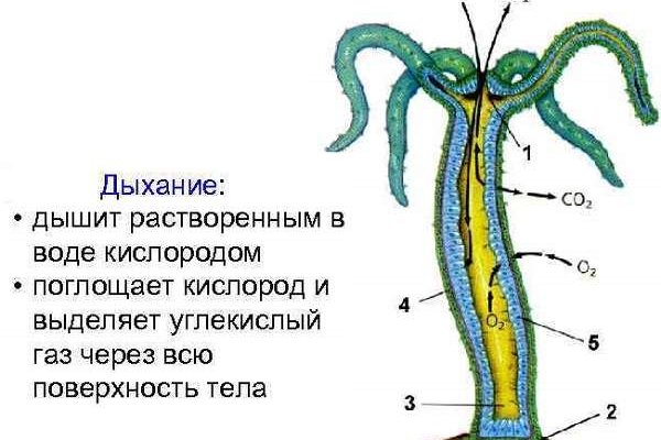 Что с кракеном сайт