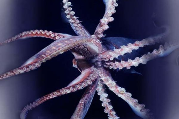 Kraken 25 at