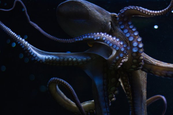 Kraken 17 at